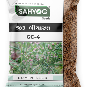 GUJ. CUMIN - 4