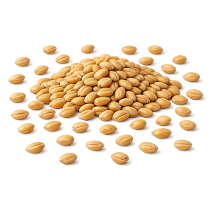 Wheat